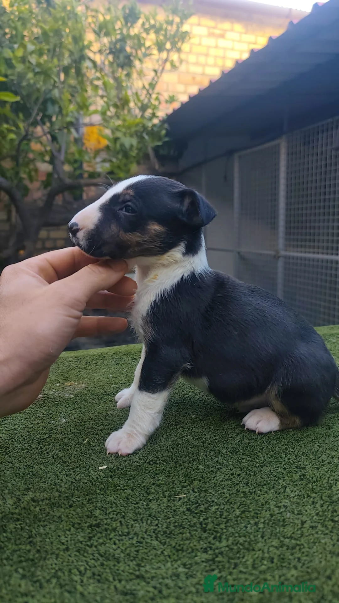 Bull Terrier perros en venta: Bull terrier - Anuncio 1