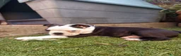 Boston Terrier perros en venta: Boston Terrier  - Anuncio 4