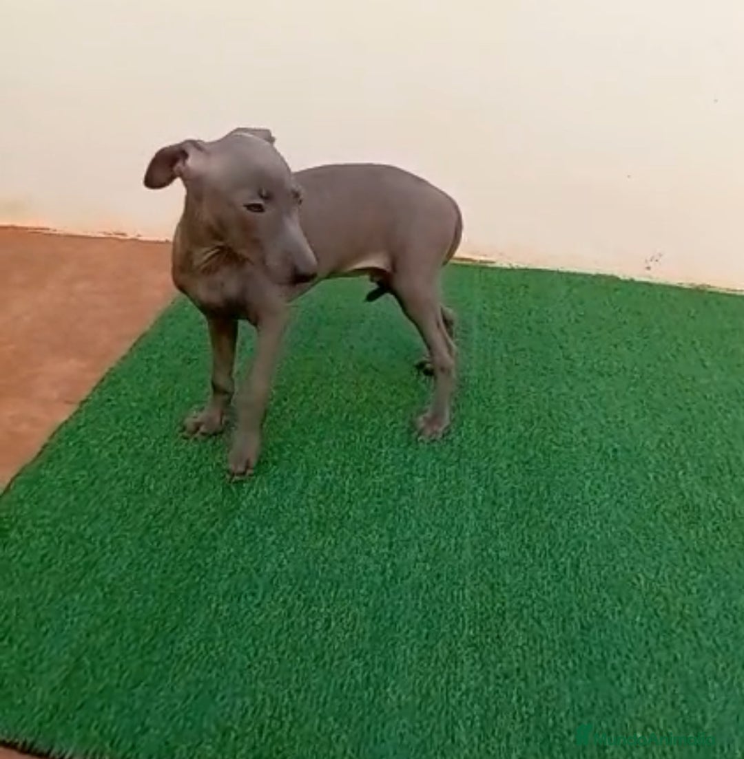 Pequeño Lebrel Italiano perros en venta: PICCOLO - Imagen 3