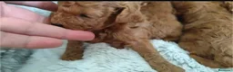 Caniche Toy perros en venta: Caniche toy  - Anuncio 3