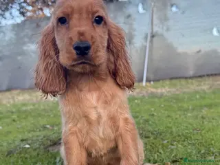 Cocker Spaniel Inglés perros cocker ingles - Anuncio 21