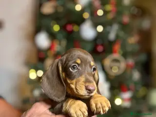 Teckel Miniatura perros Teckel - Anuncio 3