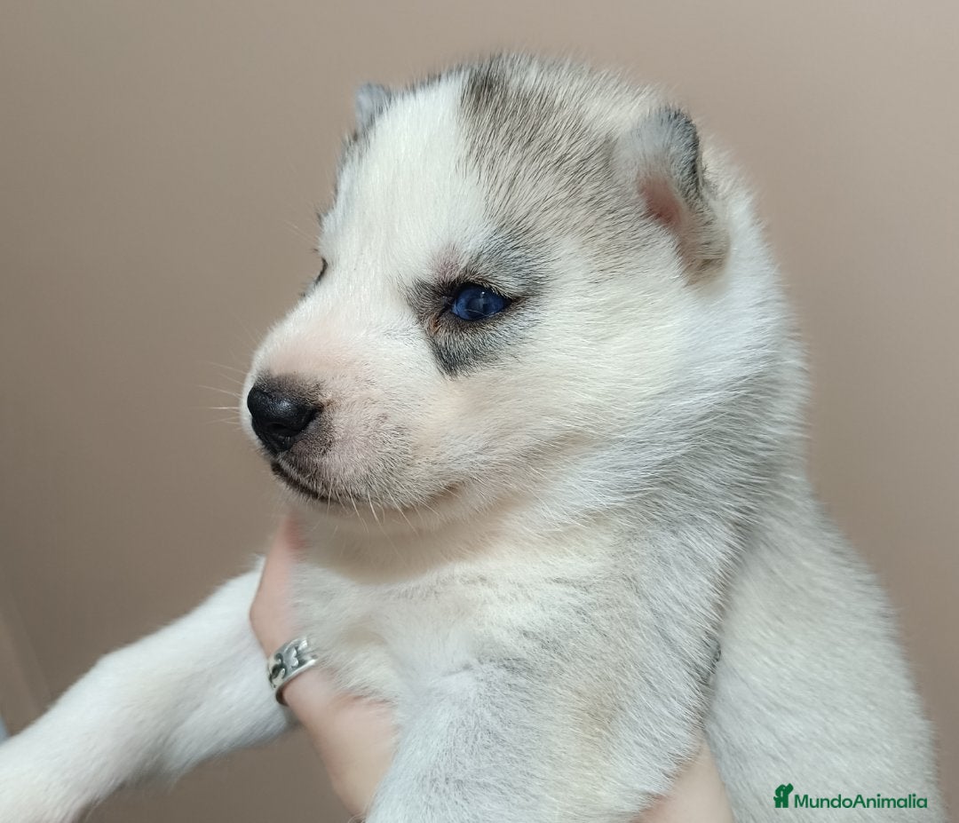 Husky Siberiano perros en venta: Camada husky siberiano  - Anuncio 16