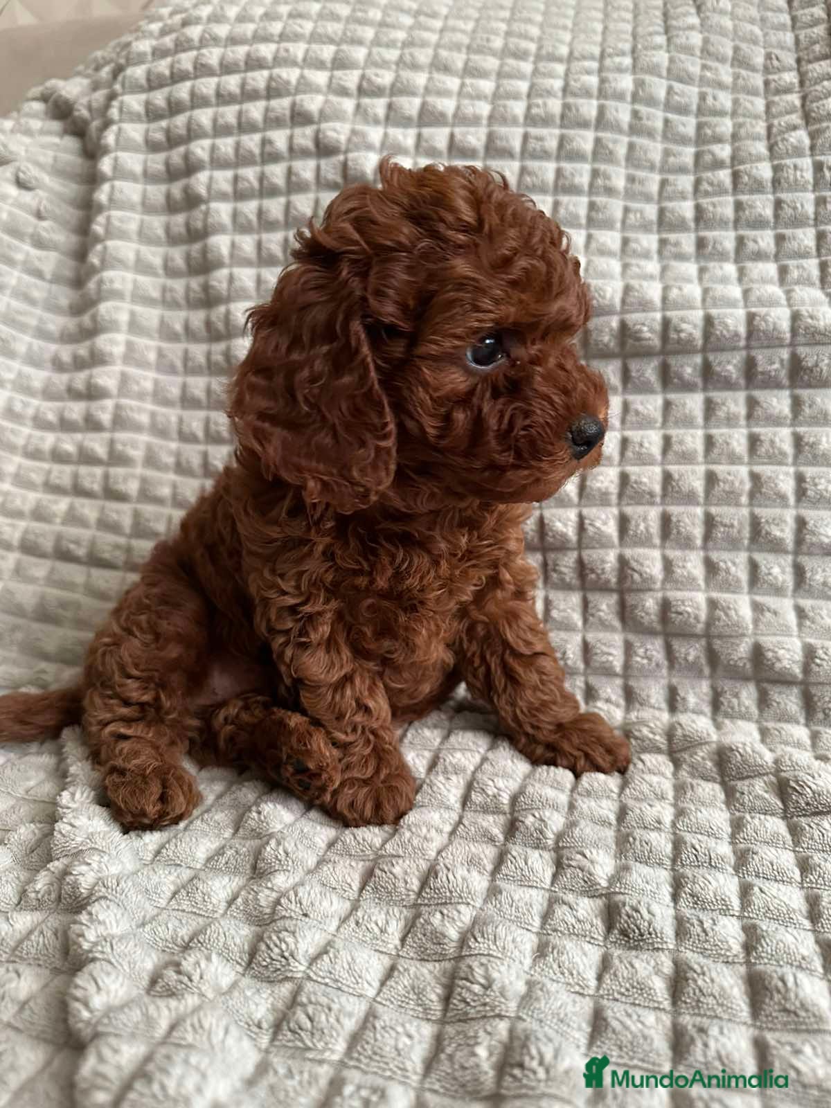 Caniche Toy perros caniche rojo oscuro  - Anuncio 12