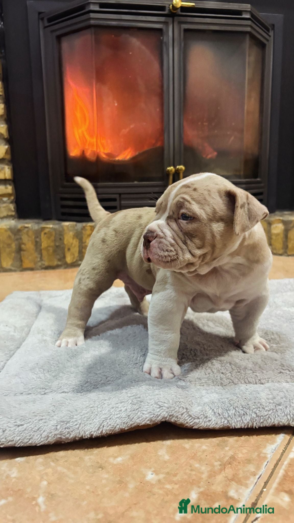American Bully perros AMERICAN BULLY , 1500€ - Anuncio 2