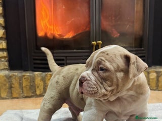 American Bully perros AMERICAN BULLY , 1500€ - Anuncio 1