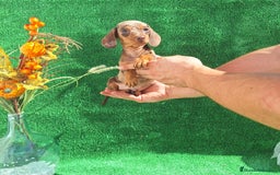 Teckel Miniatura perros en venta: TECKEL KANINCHEN ARLEQUIN  - Imagen 1