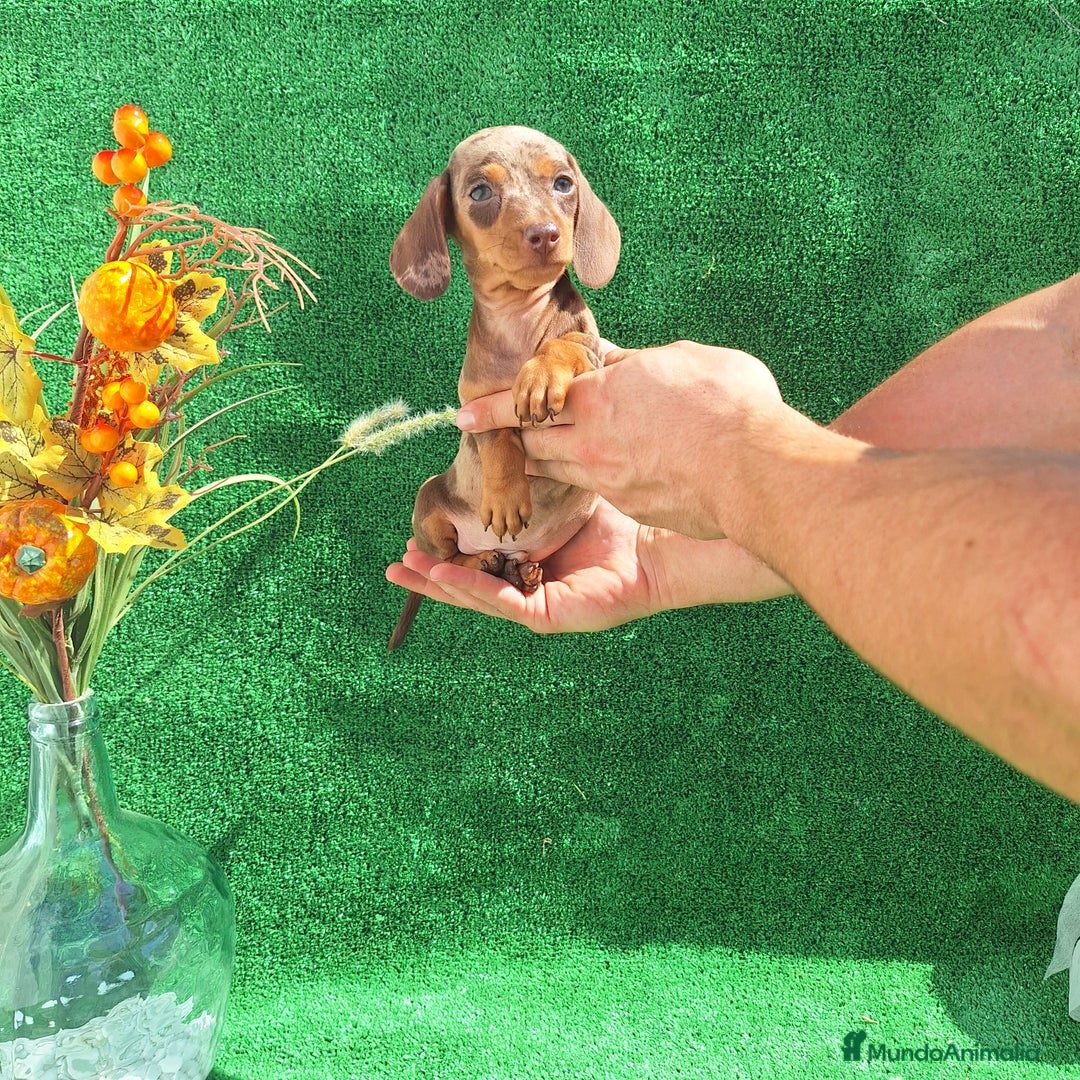 Teckel Miniatura perros en venta: TECKEL KANINCHEN ARLEQUIN  - Imagen 1