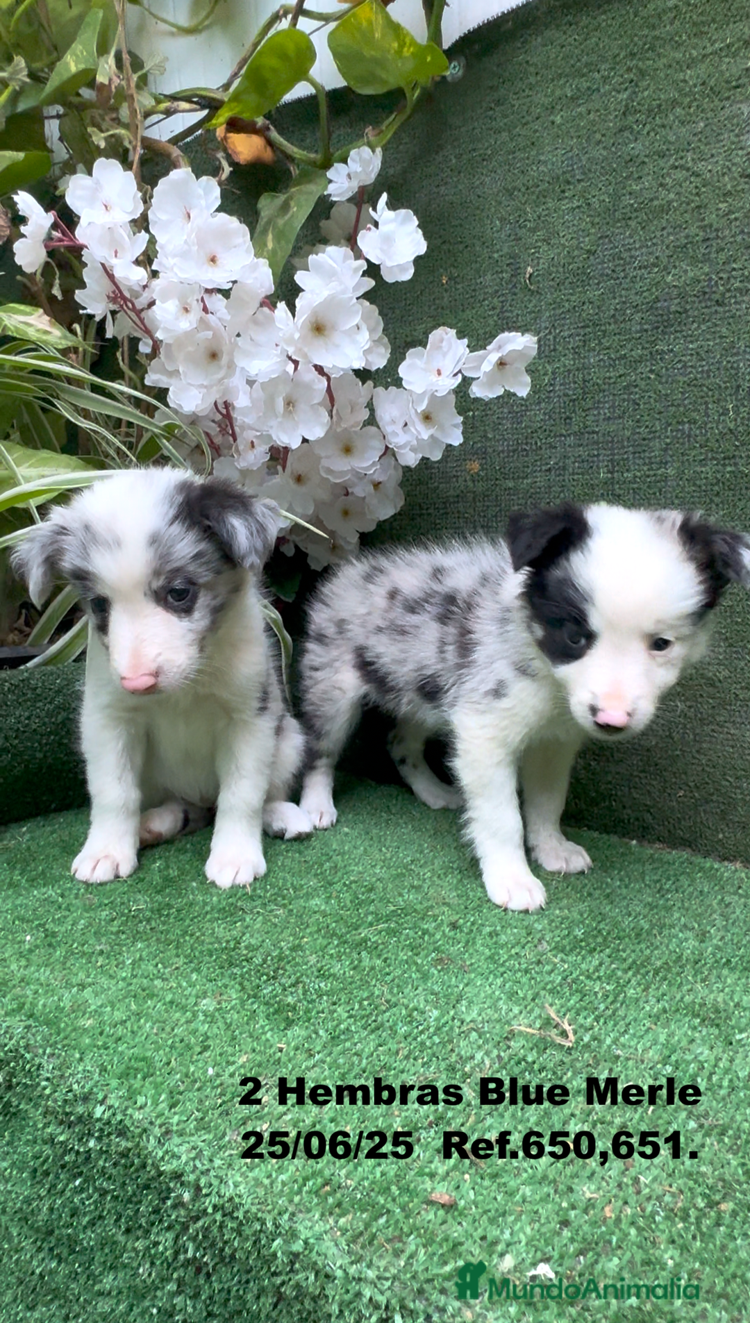 Border Collie perros en venta: BORDER COLLIE hembras Blue Merle - Imagen 11
