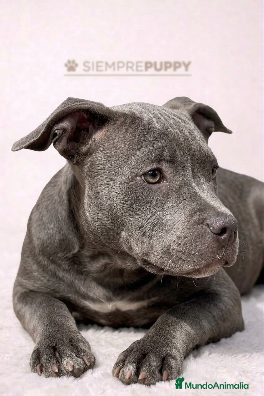 American Bully perros AMERICAN BULLY CACHORRO - Anuncio 2