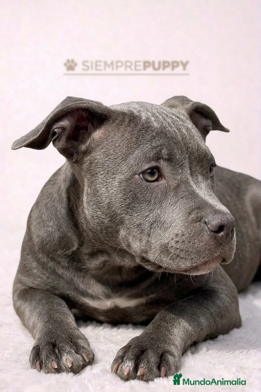 American Bully perros en venta: AMERICAN BULLY CACHORRO - Anuncio 1