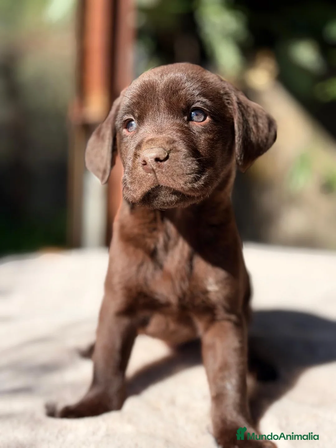 Labrador Retriever perros en venta: LABRADOR CHOCOLATE MACHO - Anuncio 3