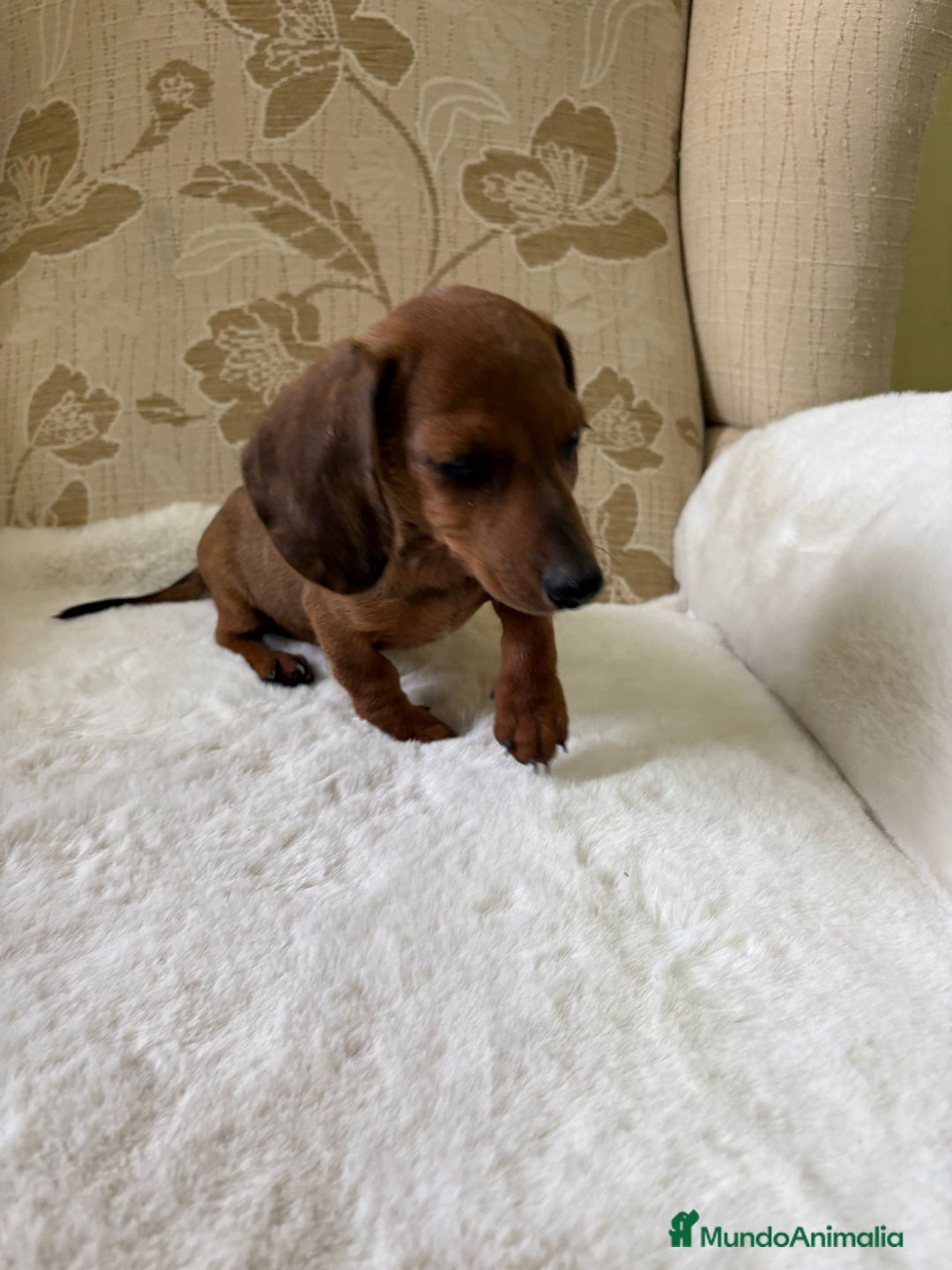 Teckel Miniatura perros en venta: Teckel kaninchen cachorro macho  - Imagen 12