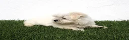 Bichón Maltés perros en venta: Bichon Maltes  - Anuncio 7