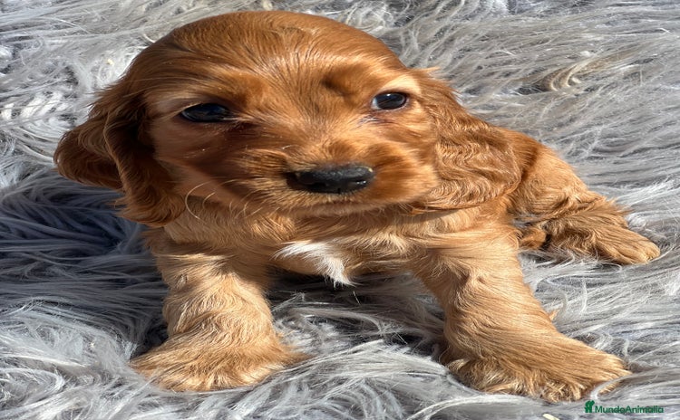 Cocker Spaniel Inglés perros - Anuncio 19