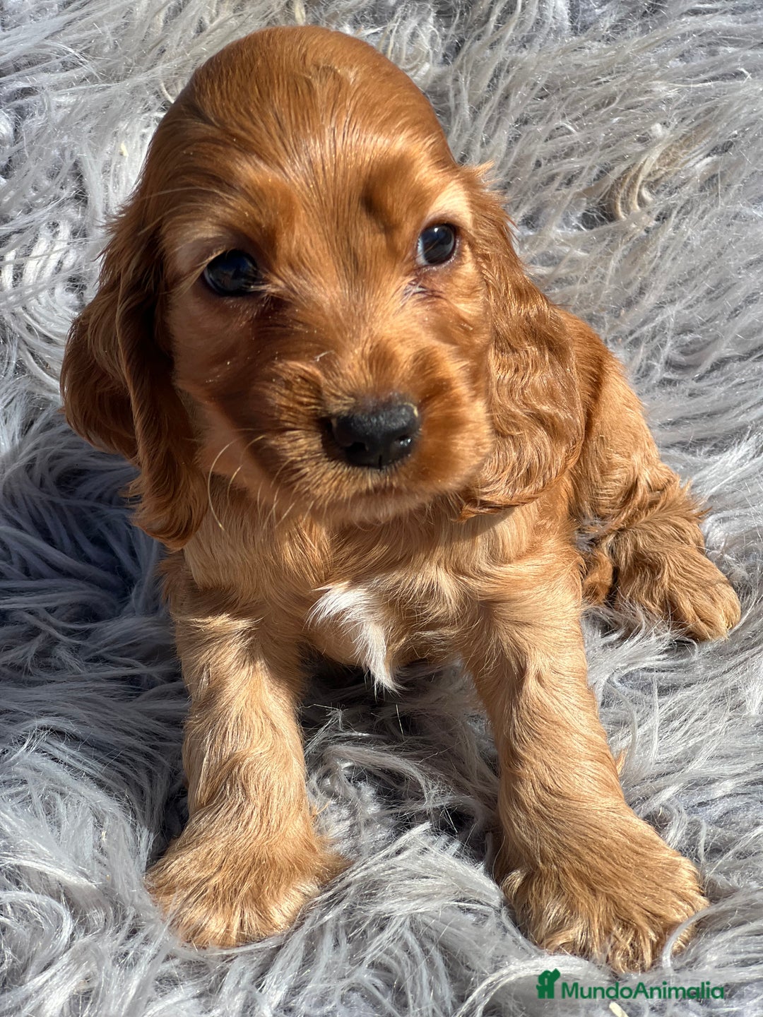 Cocker Spaniel Inglés perros en venta: Cocker dorado  - Imagen 1