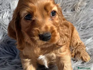 Cocker Spaniel Inglés perros Cocker dorado - Anuncio 2