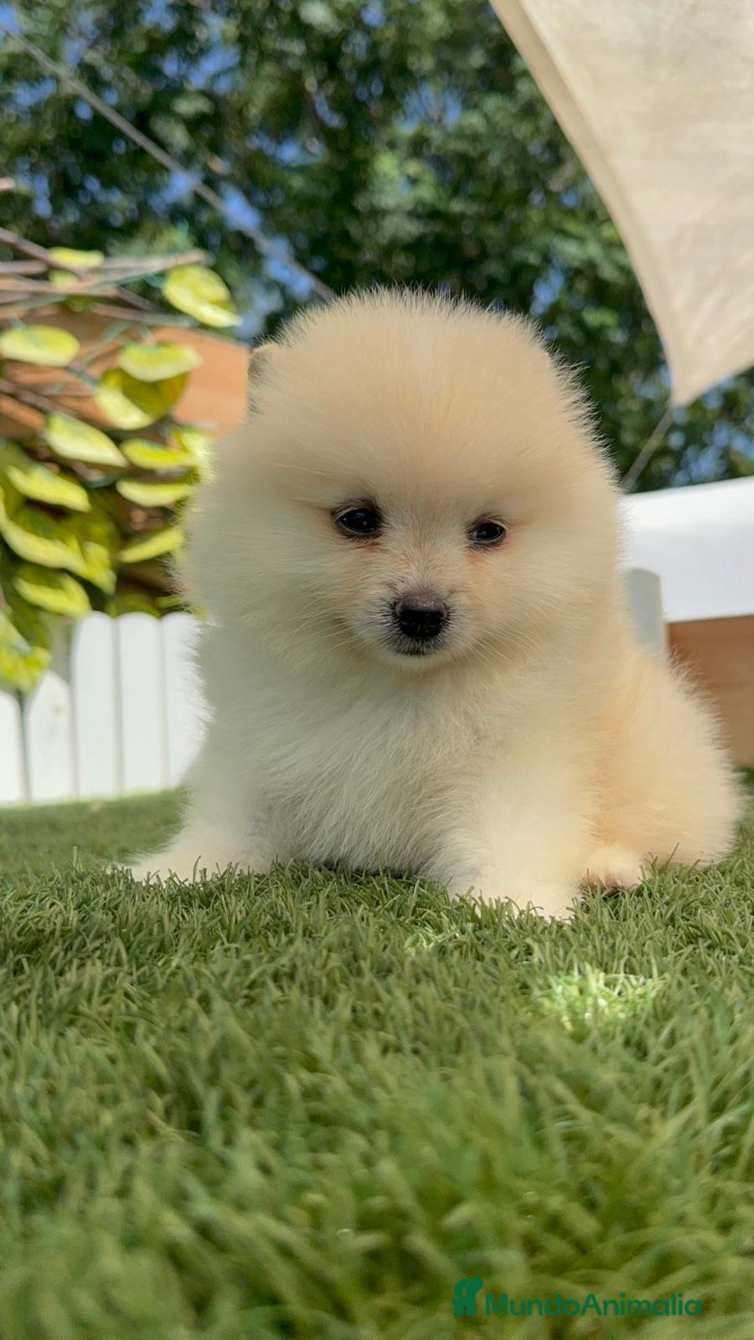 Pomerania perros en venta: POMERANIA BLANCA HEMBRA  - Imagen 16