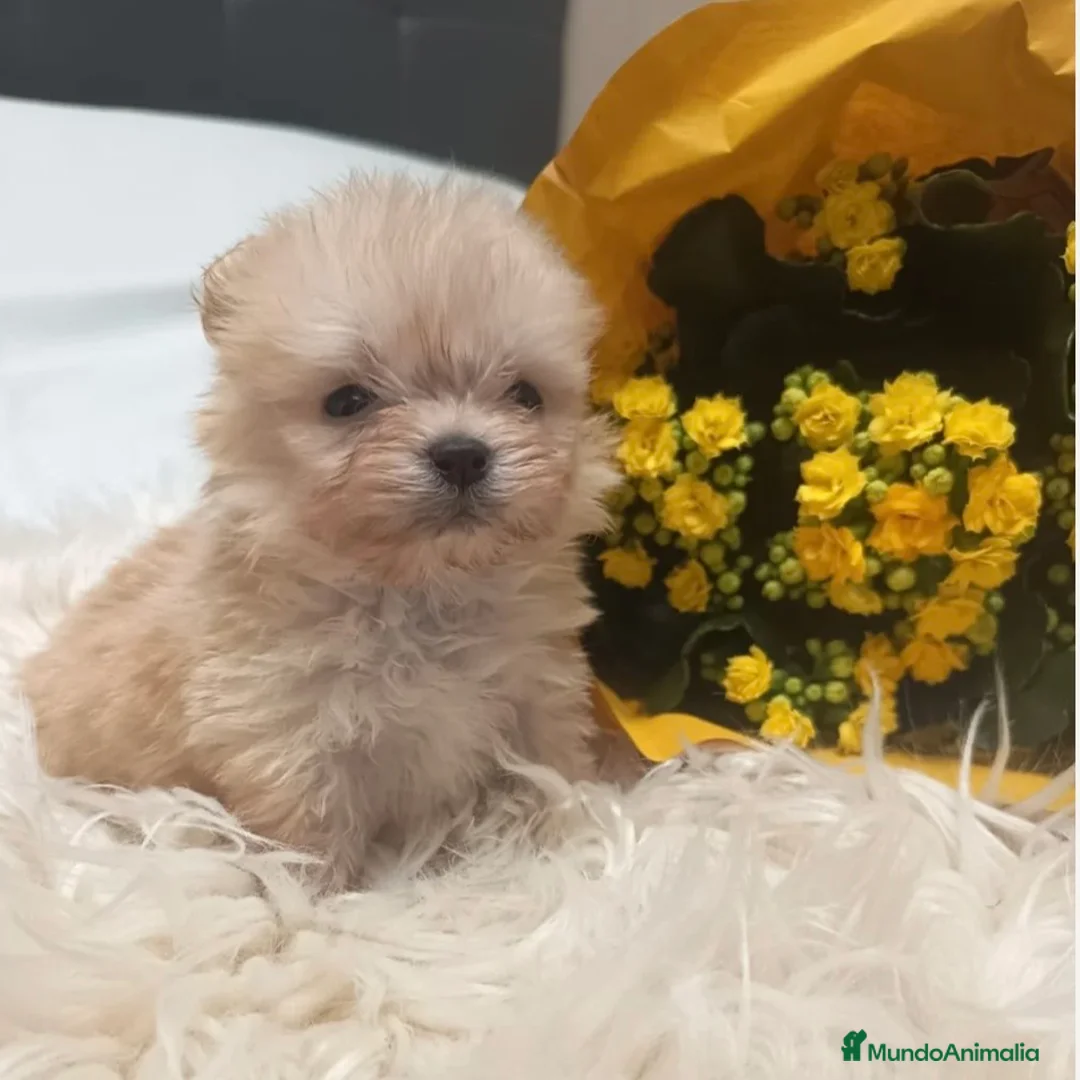 Pekinés perros en venta: Pekines Imperial  - Anuncio 4