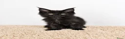 Maine Coon gatos en venta: Gatitos Maine Coon - Anuncio 3