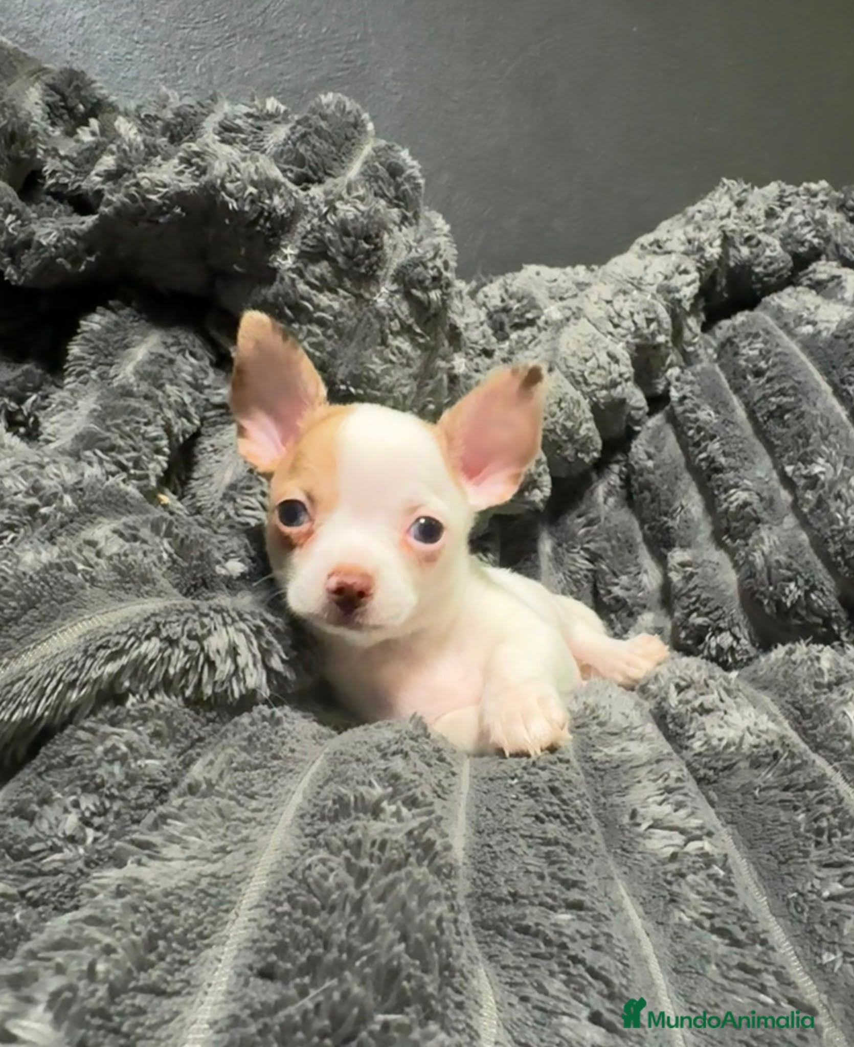 Chihuahua perros Preciosa camada de chihuahuas exoticos🐾💙💖 - Anuncio 37