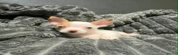 Chihuahua perros en venta: Preciosa camada de chihuahuas exoticos🐾💙💖 - Anuncio 1