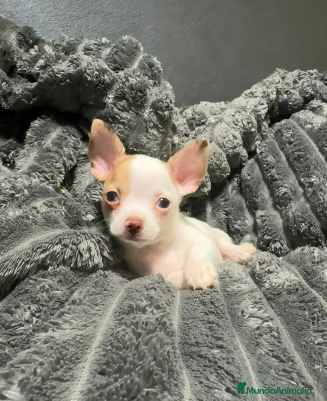 Chihuahua perros en venta: Preciosa camada de chihuahuas exoticos🐾💙💖 - Anuncio 1