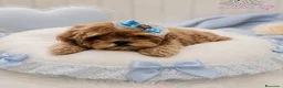 Maltipoo perros en venta: MALTIPOO ASIÁTICO DE CALIDAD  - Anuncio 1