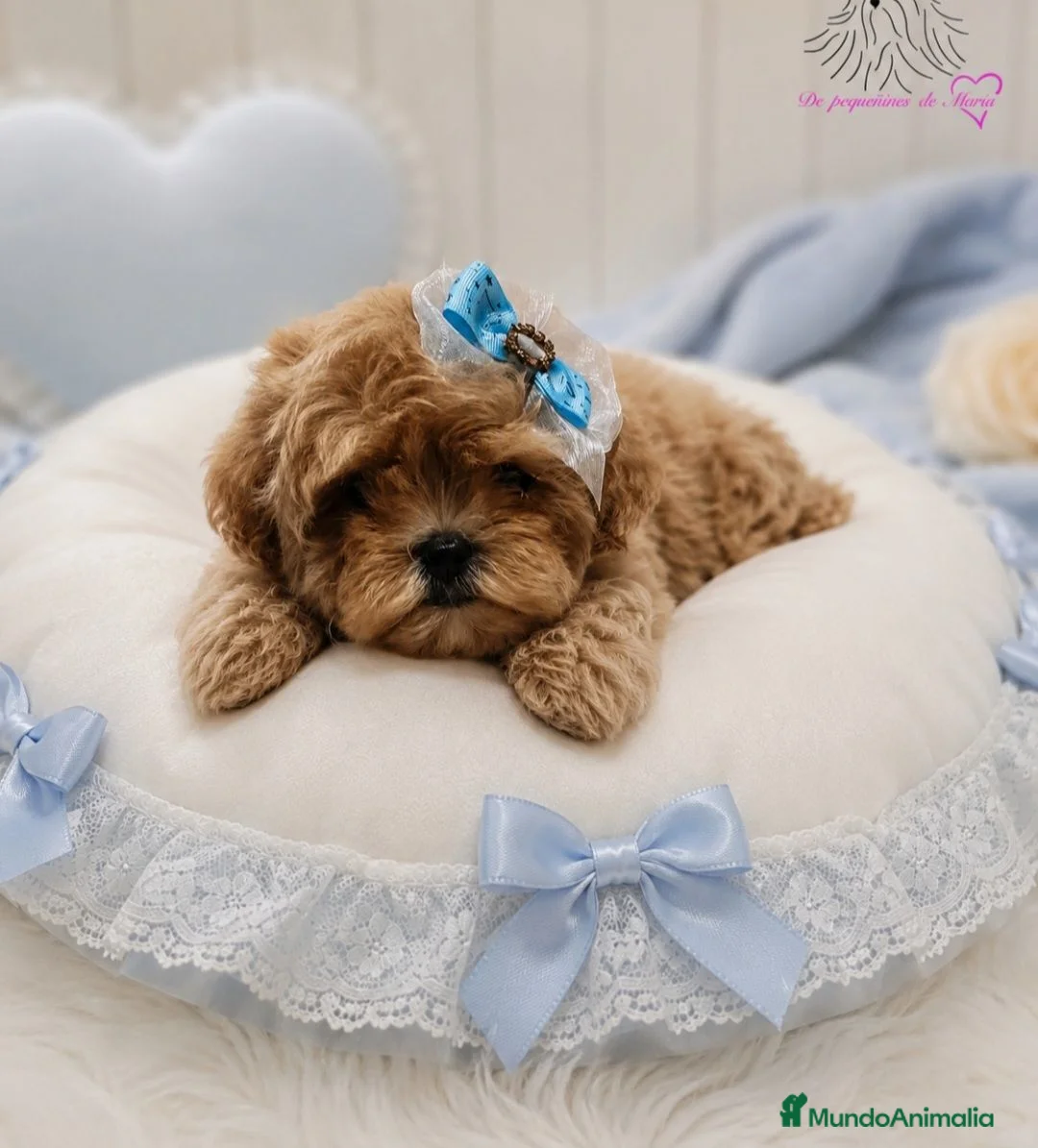 Maltipoo perros en venta: MALTIPOO ASIÁTICO DE CALIDAD  - Anuncio 1
