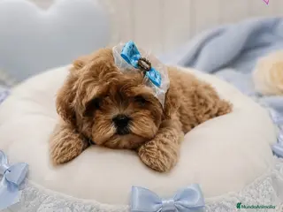 Maltipoo perros MALTIPOO ASIÁTICO DE CALIDAD - Anuncio 1