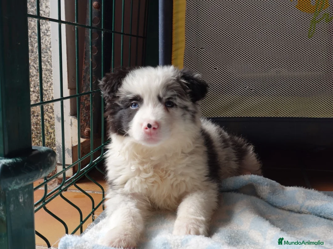 Border Collie perros en venta: Preciosa Border Collie Merle  - Anuncio 1