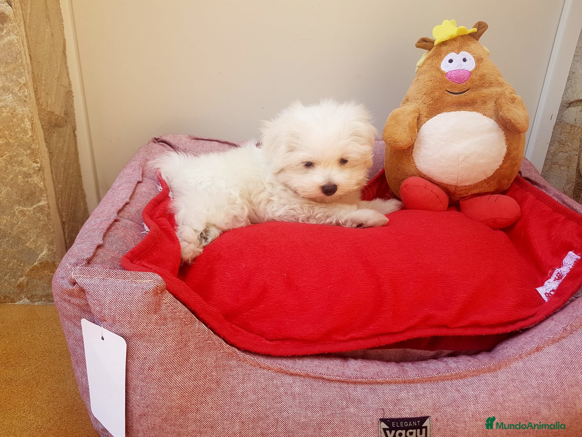 Bichón Maltés perros Bichón Maltés en Barcelona - Anuncio 2