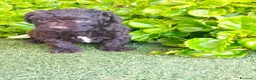 Perro de Agua Español perros en venta: Ultima hembra chocolate en Madrid - Anuncio 4
