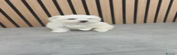 Bichón Maltés perros en venta: Bichón Maltes macho disponible  - Anuncio 11