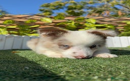 Border Collie perros en venta: BORDER COLLIE - Anuncio 20