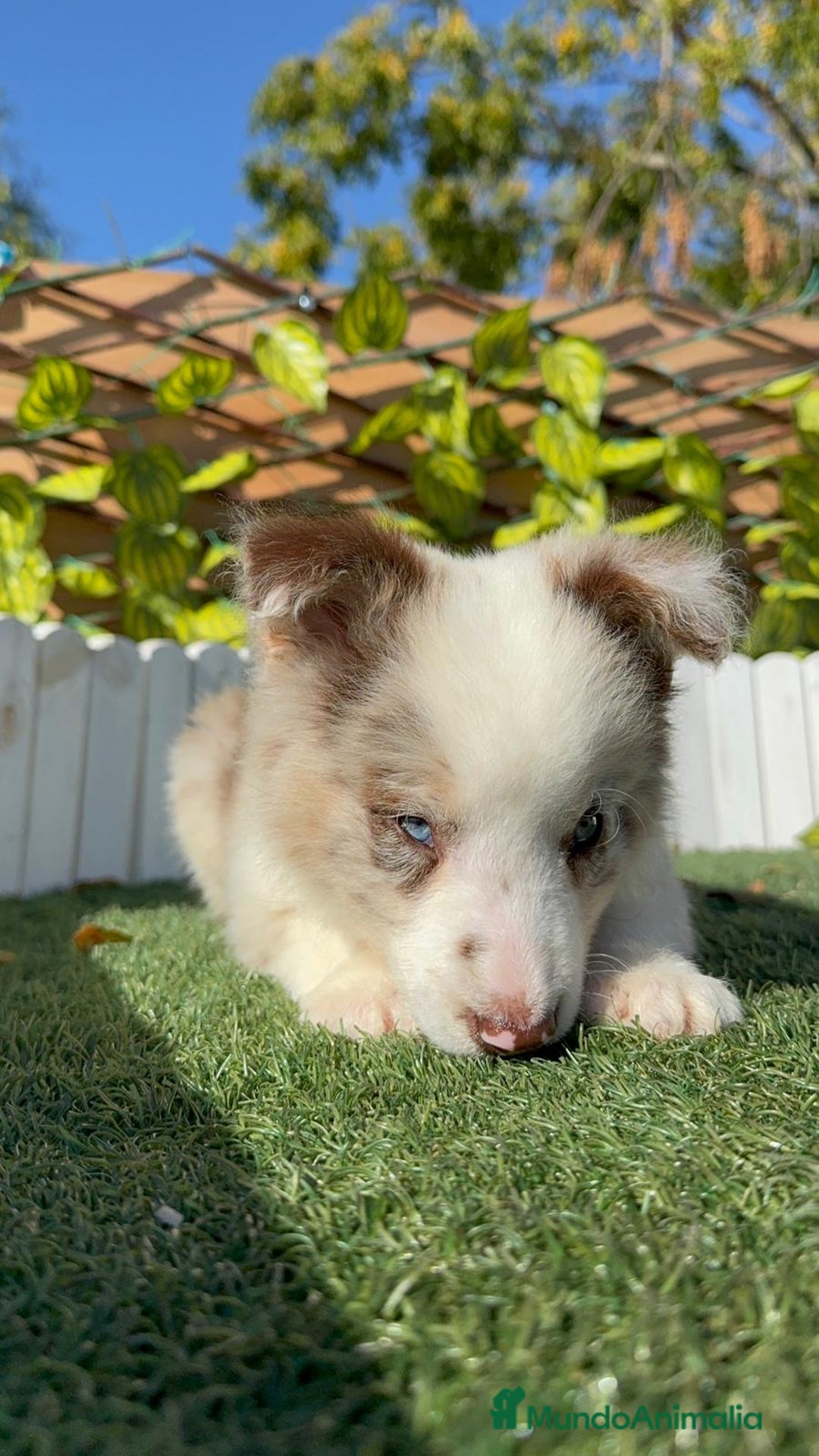 Border Collie perros en venta: BORDER COLLIE - Anuncio 20