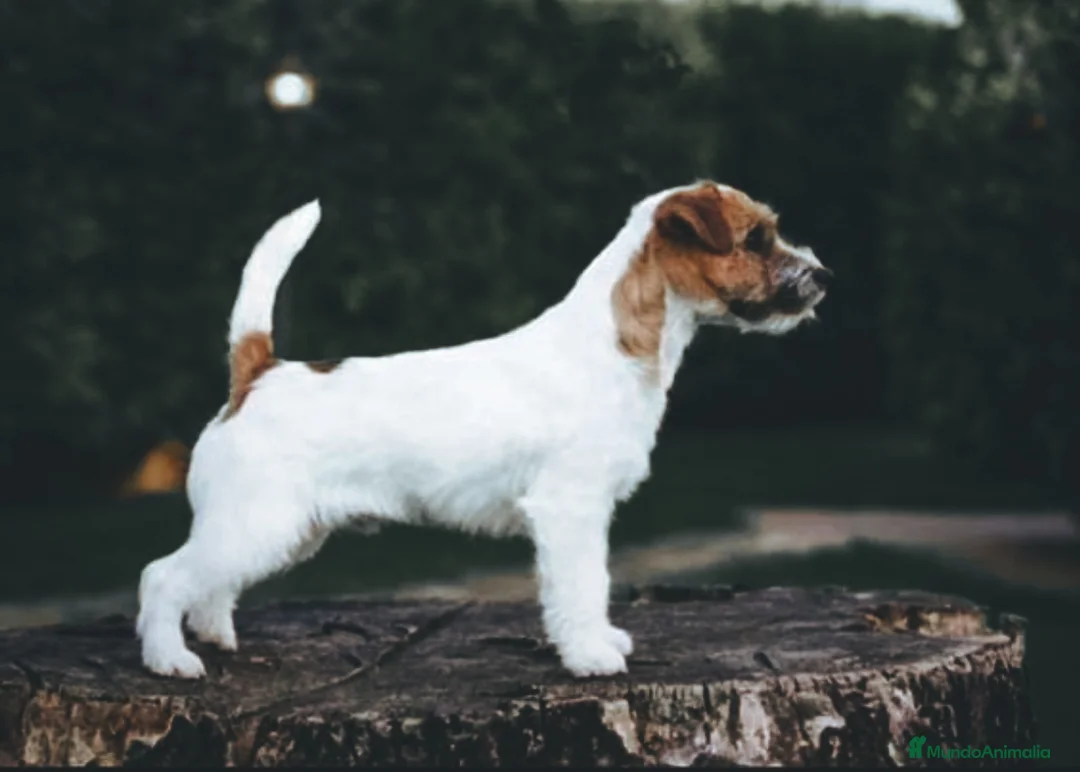 Imagen de galería {{count}}