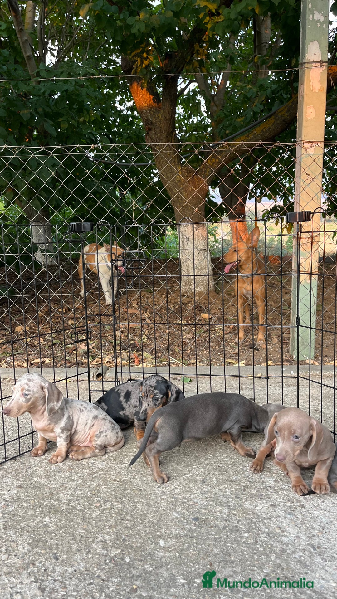 Teckel perros en venta: Camada de Teckel capa exótica  - Imagen 10