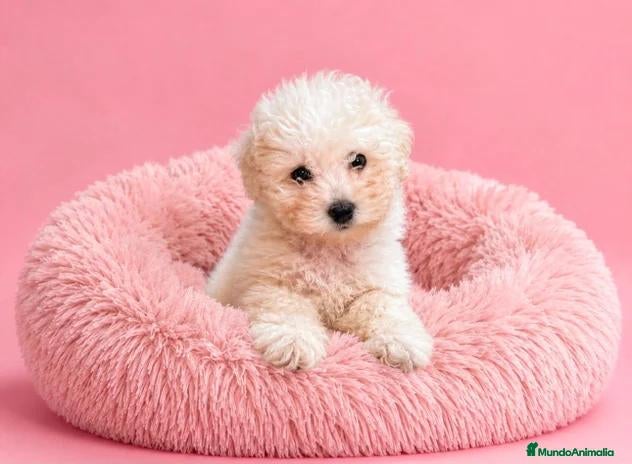 Caniche Toy perros en venta: 🤎🐩🌸CANICHE Blanco: UN ENCANTO DE TERNURA🌸🐩🤎 - Anuncio 7