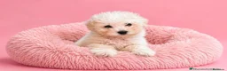 Caniche Toy perros en venta: 🤎🐩🌸CANICHE Blanco: UN ENCANTO DE TERNURA🌸🐩🤎 - Anuncio 1