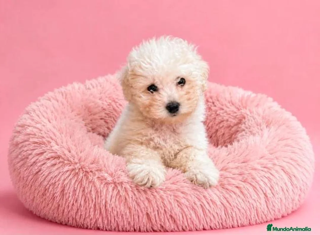 Caniche Toy perros en venta: 🤎🐩🌸CANICHE Blanco: UN ENCANTO DE TERNURA🌸🐩🤎 - Anuncio 1