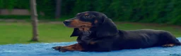 Teckel Miniatura perros en venta: Teckel Kaninchen Arlequin, Rojo/Negro Fuego - Anuncio 5