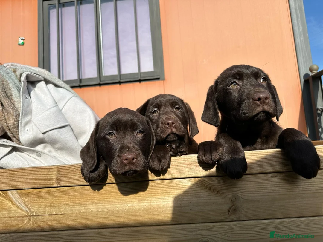 Labrador Retriever perros en venta: LABRADOR XOCOLATE en Barcelona - Anuncio 2