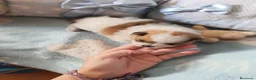 Pomerania perros en venta: Pomerania ositas hembras toy  - Anuncio 2