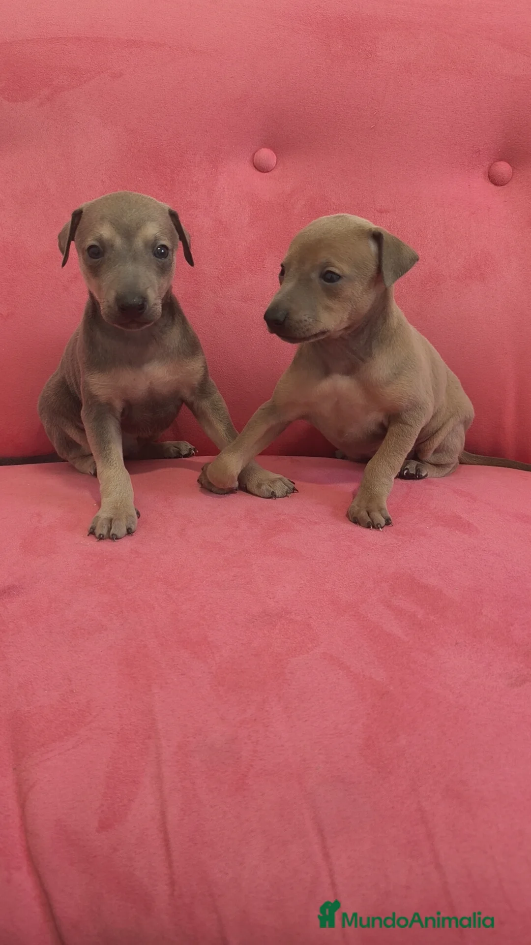 Pequeño Lebrel Italiano perros en venta: Pequeño lebrel Italiano FincaPaunais - Anuncio 5