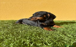 Teckel Miniatura perros en venta: Teckel miniatura negro fuego  - Imagen 1