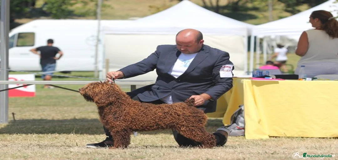 Imagen de galería {{count}}