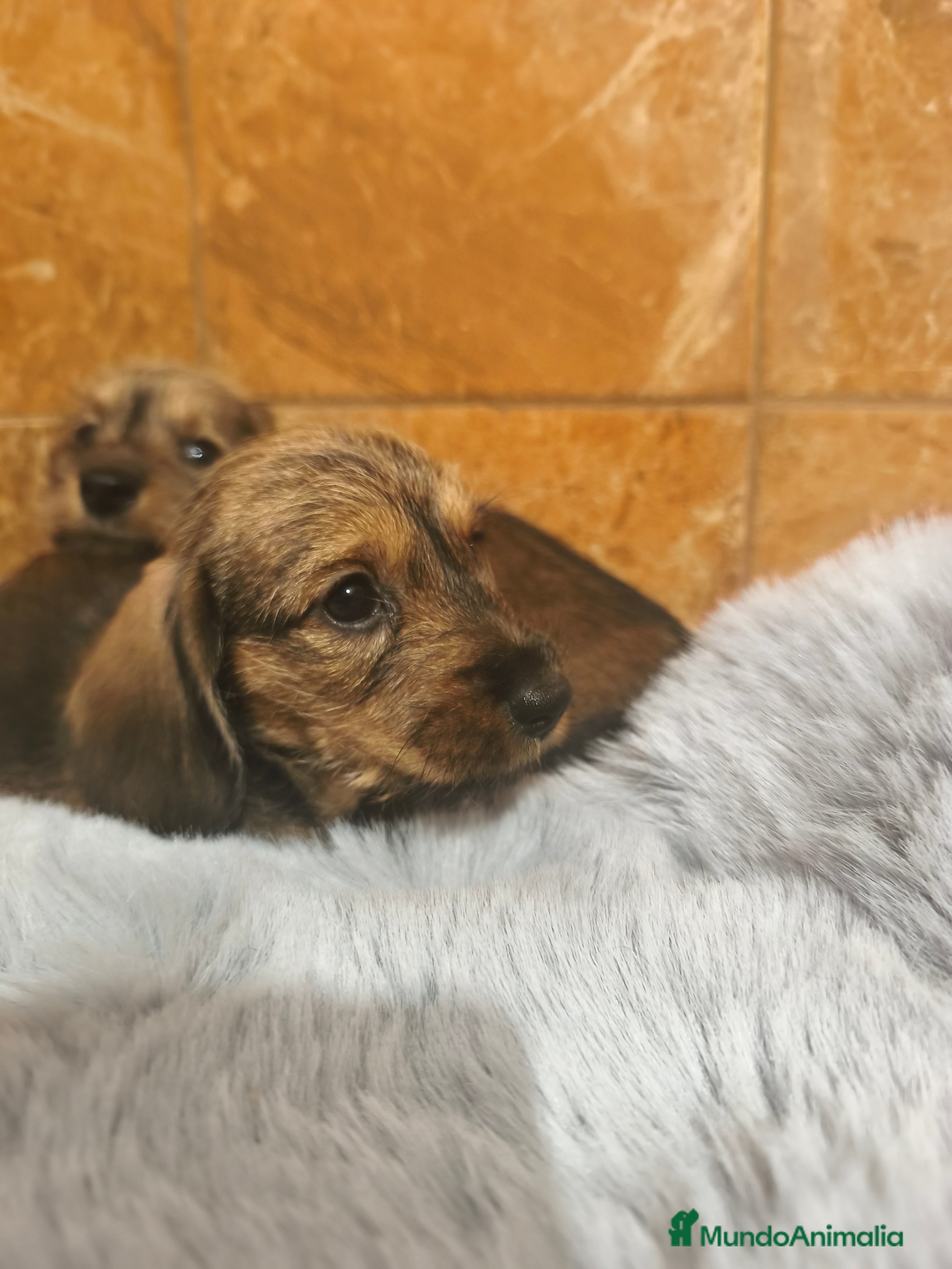 Teckel Miniatura perros Teckel miniatura pelo duro hoja seca  - Anuncio 2