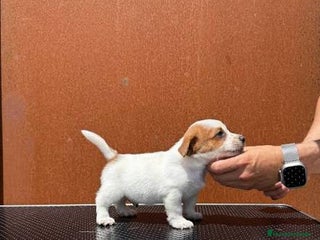 Jack Russell Terrier perros Jack Russell Bicolor Preciosos - Anuncio 3