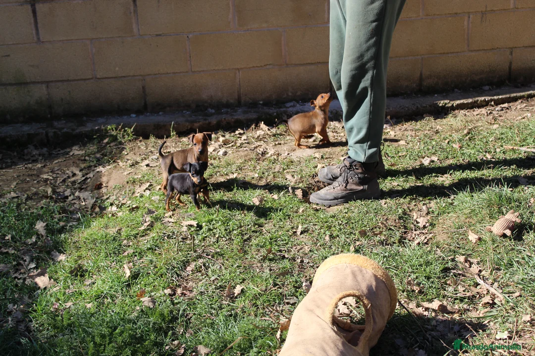 Pinscher Miniatura perros en venta: Pinscher miniatura  - Anuncio 2